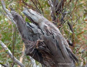 pajaros02